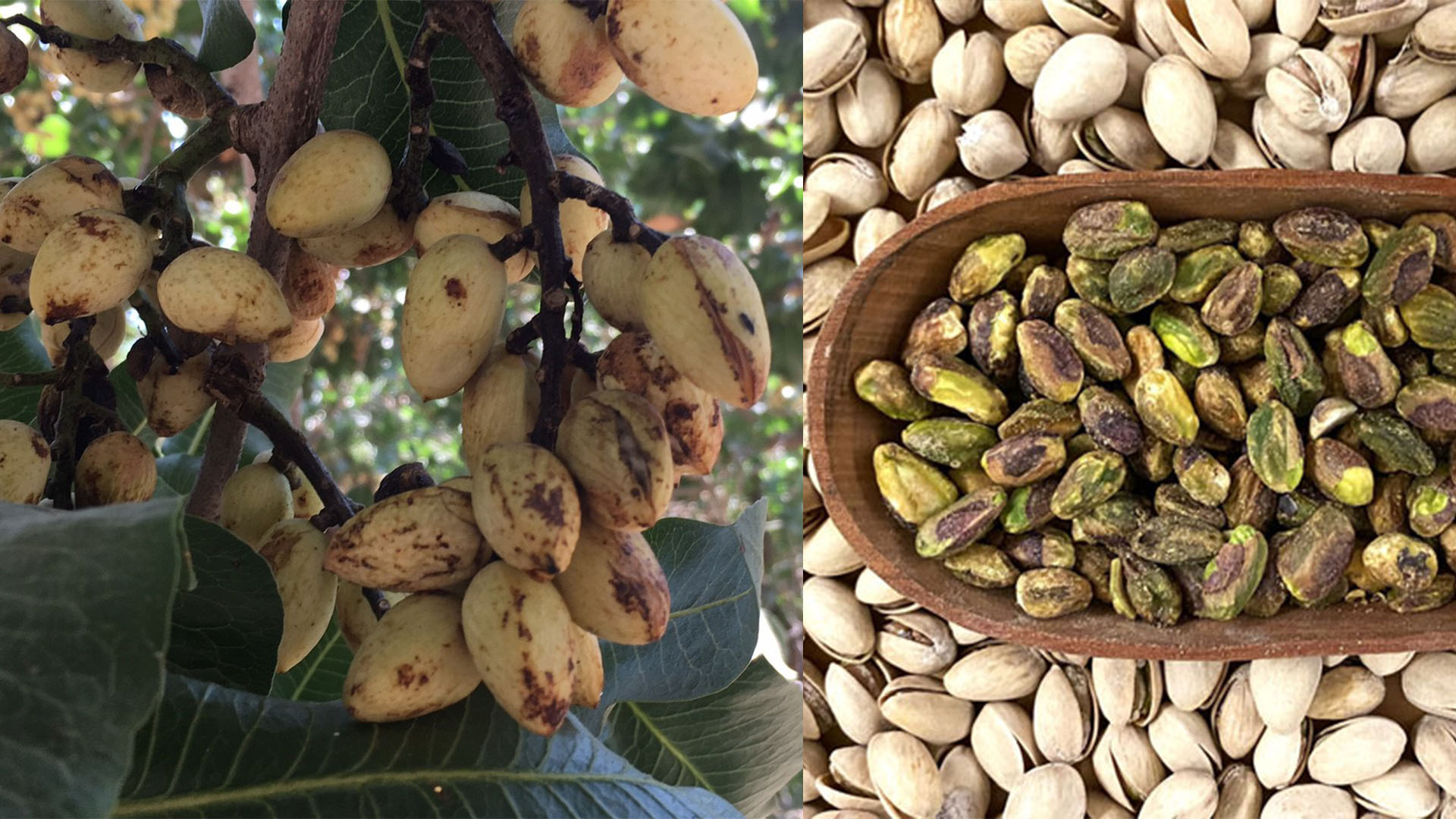 Aflatoxin in Pistachios-pic