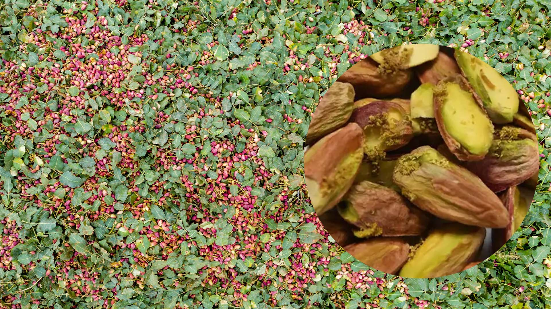 Aflatoxin in Pistachios