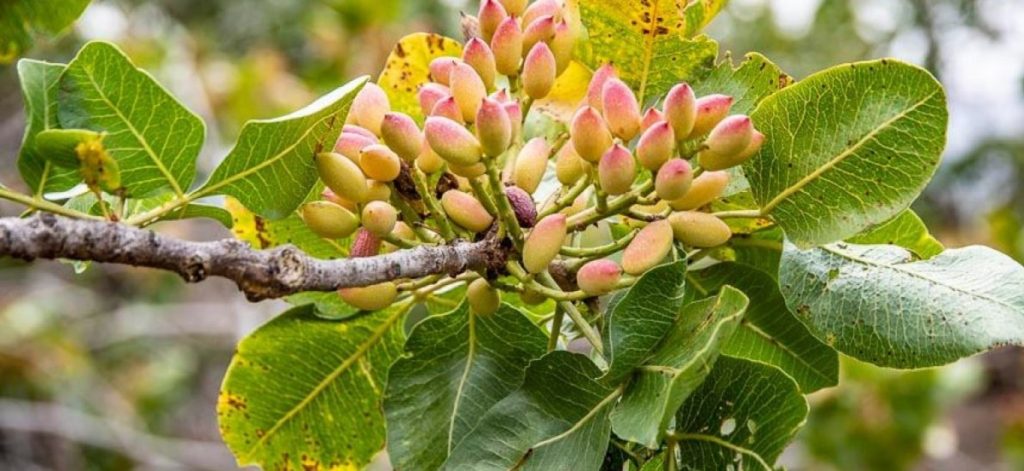 Pistachio origins